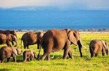 1 Night 2 Days Tour to Amboseli National Park with Jeep
