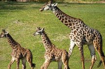 1 Night 2 Days Tour to Amboseli National Park with Jeep