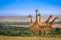 Half Day Nairobi National Park Guided Safari with free WIFI