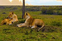 Private Half-Day Nairobi National Park Tour: Free Wifi Connection