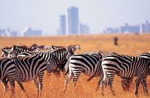 Private Half-Day Nairobi National Park Tour: Free Wifi Connection