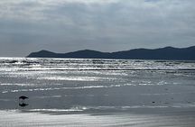 Kapiti Private Tour in Tesla SUV