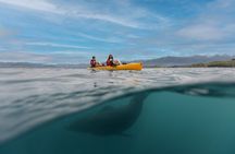 Private Seal Kayaking and Wildlife Tour in Kaikoura