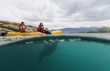 Private Seal Kayaking and Wildlife Tour in Kaikoura