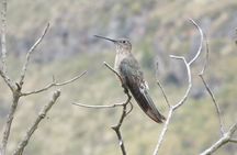 Condor Sanctuary in Antisana Park and Hummingbird Observatory 