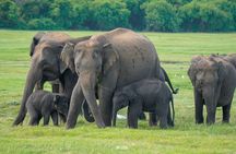 Sigiriya Lion Rock & Evening Safari Full Day Private Tour