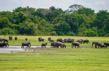 Sigiriya Lion Rock & Evening Safari Full Day Private Tour