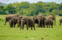 Minneriya National Park Half Day Elephant Safari 