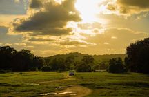 Minneriya National Park Half Day Elephant Safari 