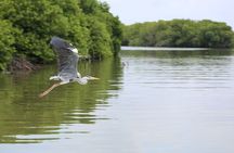 Half Day Tour to Muthurajawela, Lagoon, Dutch Canal and Mangroves