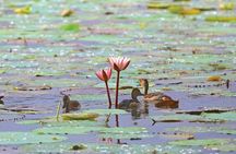 Half Day Tour to Muthurajawela, Lagoon, Dutch Canal and Mangroves