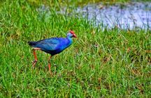 Half Day Tour to Muthurajawela, Lagoon, Dutch Canal and Mangroves