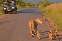 Full Day Pilanesberg Safari from Sun City