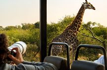 Full Day Pilanesberg Safari from Sun City
