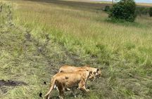 5 Days Maasai Mara Lake Nakuru & Hell's Gate Park Budget Safari