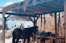 Golden Hour Gallop: Evening Ride in Paros