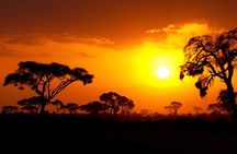 Evening Pilanesberg Night Safari Tour from Sun City