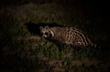 Evening Pilanesberg Night Safari Tour from Sun City