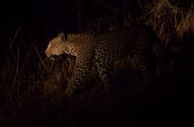 Evening Pilanesberg Night Safari Tour from Sun City