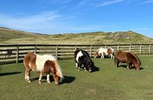 Shetland Pony Express