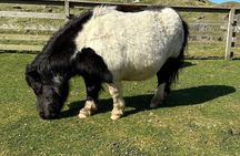 Shetland Pony Express
