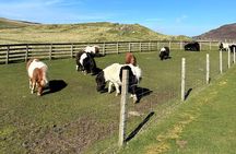 Shetland Pony Express
