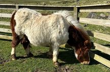 Shetland Pony Express