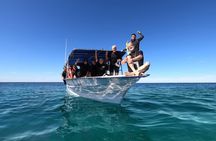 Whale Shark Snorkeling Experience from Cancun and Riviera Maya