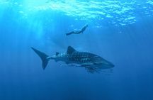 Whale Shark Snorkeling Experience from Cancun and Riviera Maya