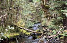 Beautiful Hike on Tongass National Forest's Lunch Creek Trail