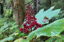 Beautiful Hike on Tongass National Forest's Lunch Creek Trail