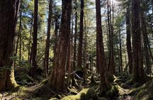 Beautiful Hike on Tongass National Forest's Lunch Creek Trail