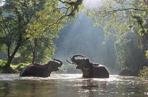 Batu Caves & Kuala Gandah Elephant Sanctuary Full-Day Tour