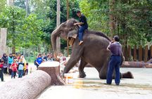 Batu Caves & Kuala Gandah Elephant Sanctuary Full-Day Tour