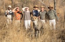 2 Day Private Luxury Addo Elephant & Mountain Zebra Park Safari