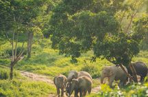 Samui Elephant Kingdom Ethical Sanctuary and Skywalk Tour