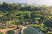 Samui Elephant Kingdom Ethical Sanctuary and Skywalk Tour
