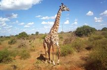 Cape Town Giraffe House Big Cats Encounter and Wine Tasting