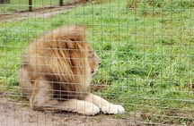 Cape Town Giraffe House Big Cats Encounter and Wine Tasting