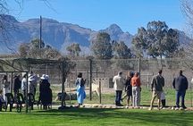 Cape Town Giraffe House Big Cats Encounter and Wine Tasting