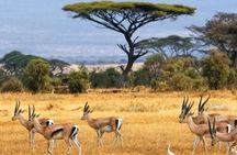 6 Days Group Safari to Masai Mara, Lake Nakuru and Amboseli Park