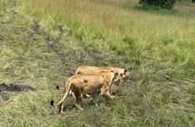 6 Days Group Safari to Masai Mara, Lake Nakuru and Amboseli Park