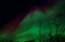 Northern Lights Tour with Hot Food and Drinks in Tromso