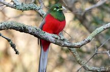 Durban Birdwatching Tour