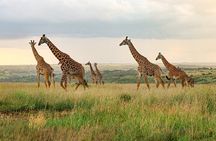 Nairobi National Park Private Safari in a 4X4 Landcruiser Jeep