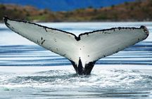 Whales, Penguins & Glaciers Navigation From Punta Arenas