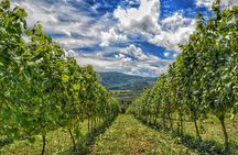 Wine Tourism and Cheese in Cantabria