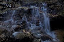 Small-Group Tijuca Forest Guided Tour