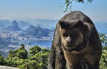 Small-Group Tijuca Forest Guided Tour