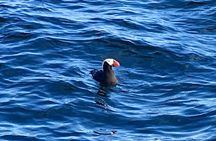 Sitka Sea Birds & Marine Life Private Charter Scenic Eco-Tour